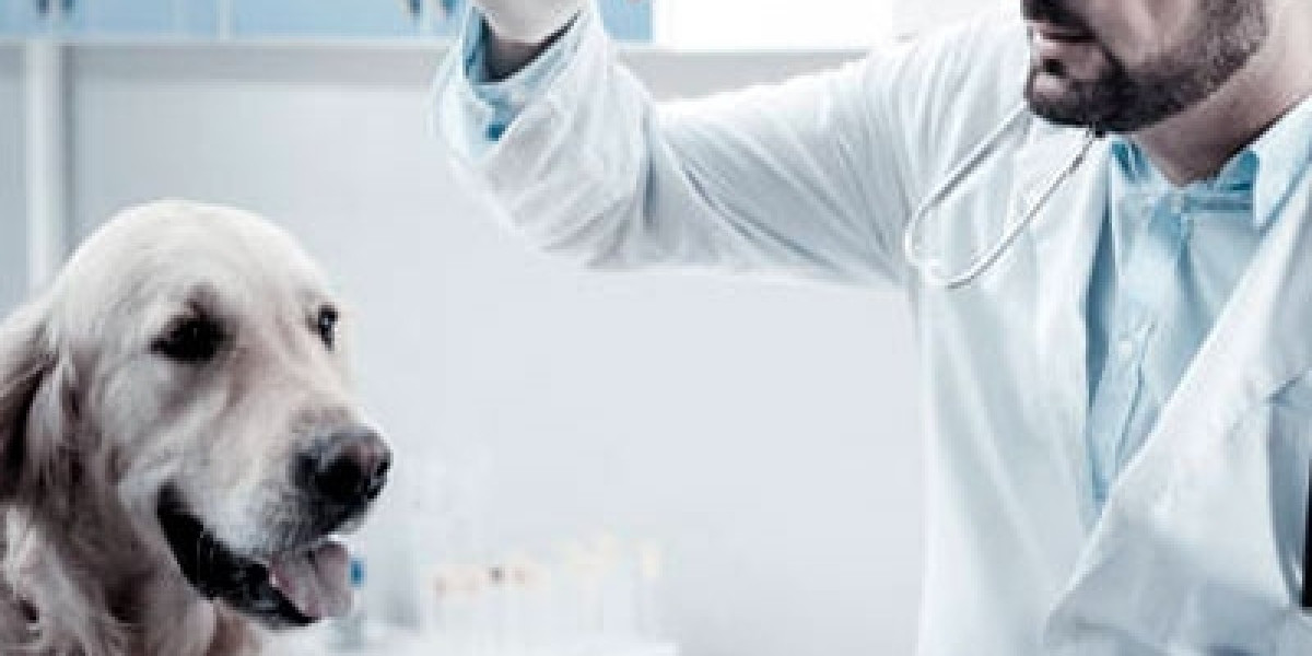 Understanding Blood Test Results for Dogs Vet Tips