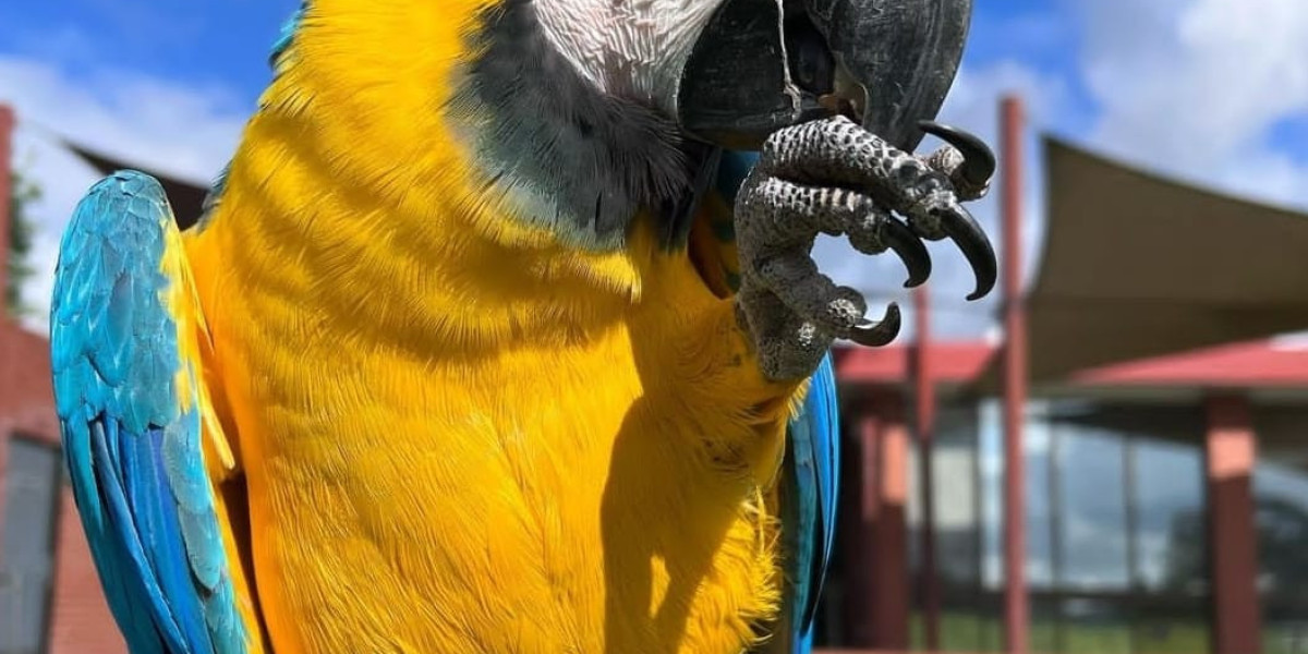 10 Things That Your Family Teach You About Darling Hahns Macaw