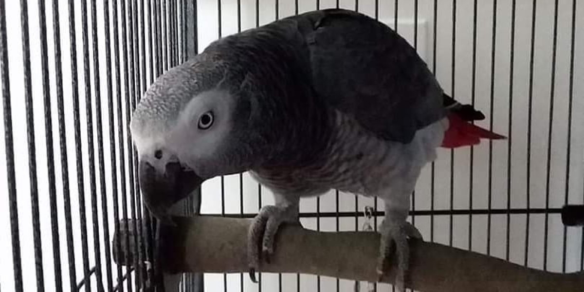 Understanding the Lifespan of African Grey Parrots