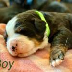 Dogs For Sale uk Profile Picture