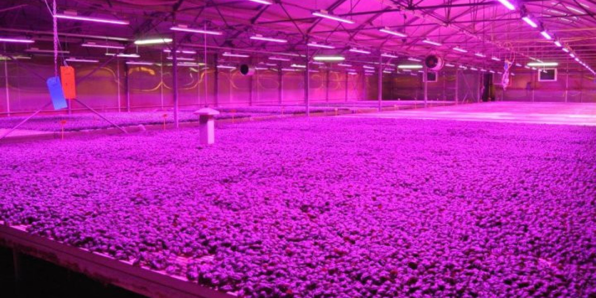 Livestock Grow Light Market 2031: Current Trends, Competitive Landscape, and Analysis