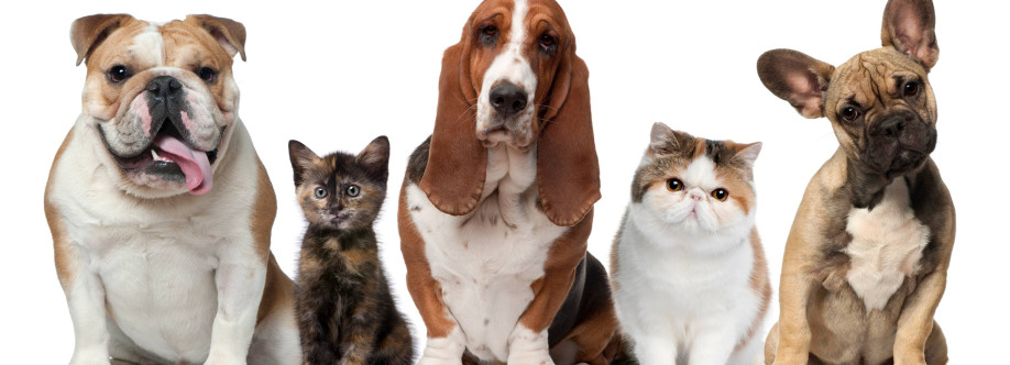 Atlas Pet Hospital Cover Image