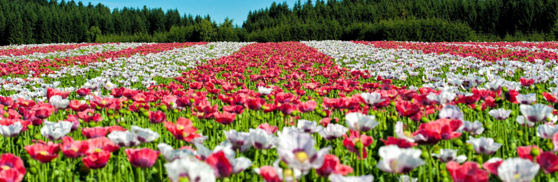 Anabelle Youl Cover Image