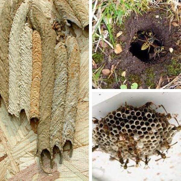 Safe and Effective Wasp Control Solutions in Melbourne | by Wasp Control Melbourne | Aug, 2025 | Medium