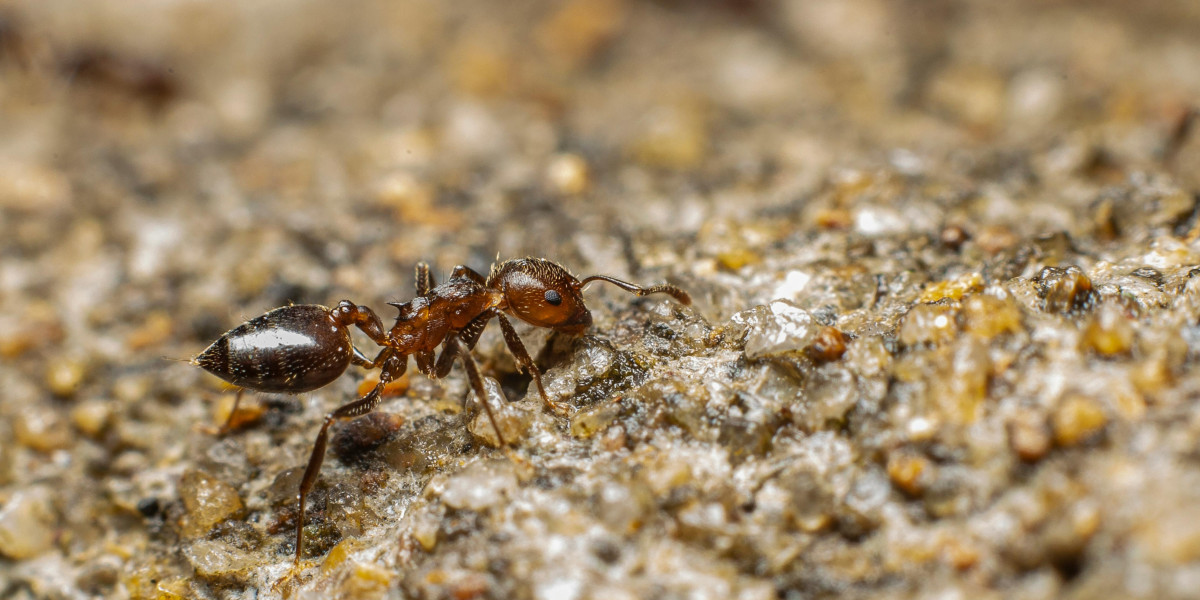 Effective Strategies for Long-Term Ant Pest Control in Melbourne