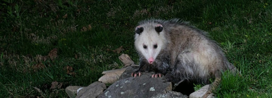 Possum Removal Melbourne Cover Image