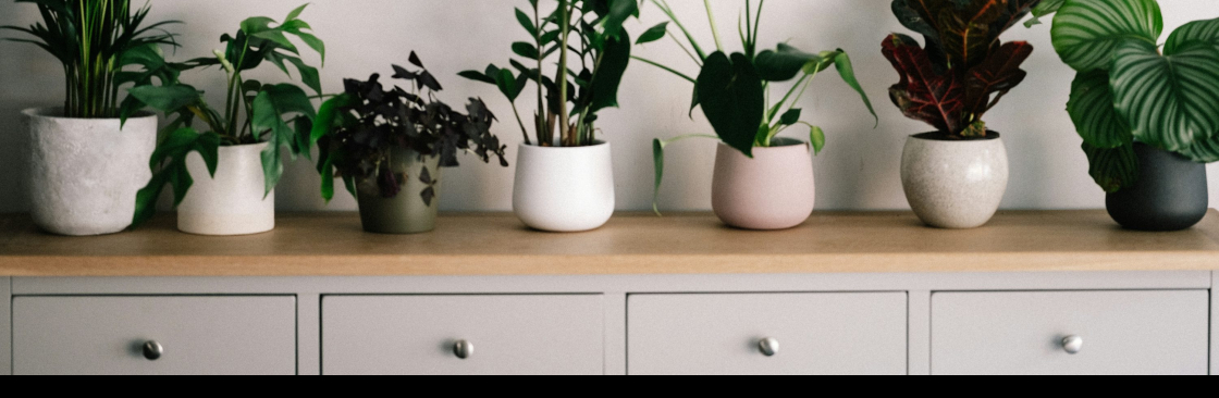 Lilly Anderson Cover Image