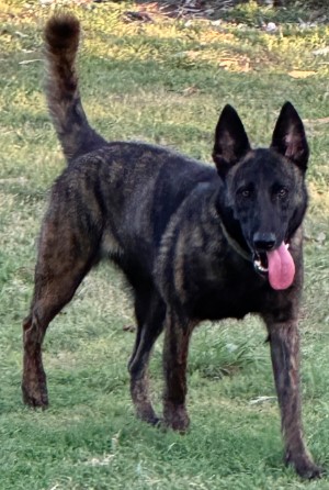 Finding a Trusted German Shepherd Breeder in Queensland: A Complete Guide : vomsirius — LiveJournal