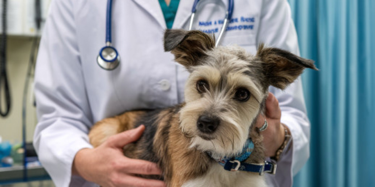 The Complete Guide to Mobile Pet Euthanasia: How It Works, What to Expect, and Why It Offers a More Peaceful Goodbye