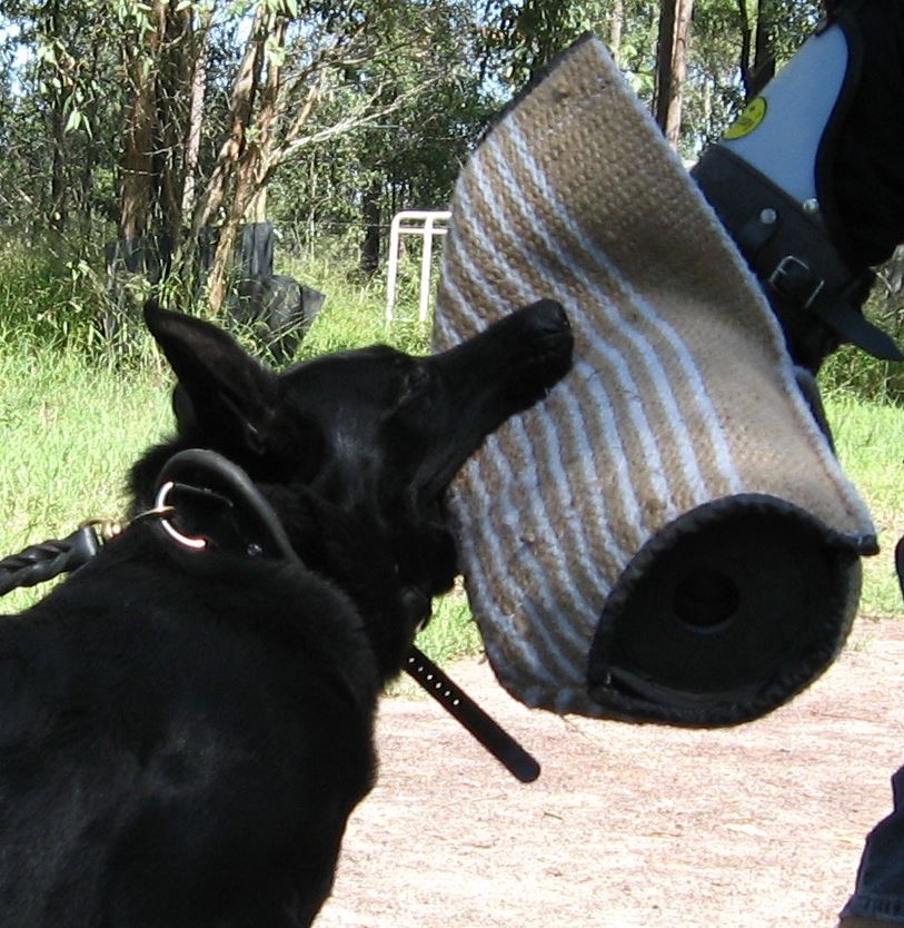 Looking for a Malinois Puppy for Sale? Discover Top Breeders Near You – VomSirius Working Dogs