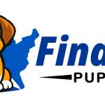 Findusa Puppies Profile Picture